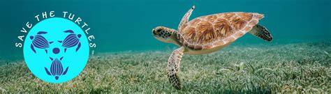 organizations that help sea turtles|Save The Turtles — SEE Turtles — SEE Turtles.
